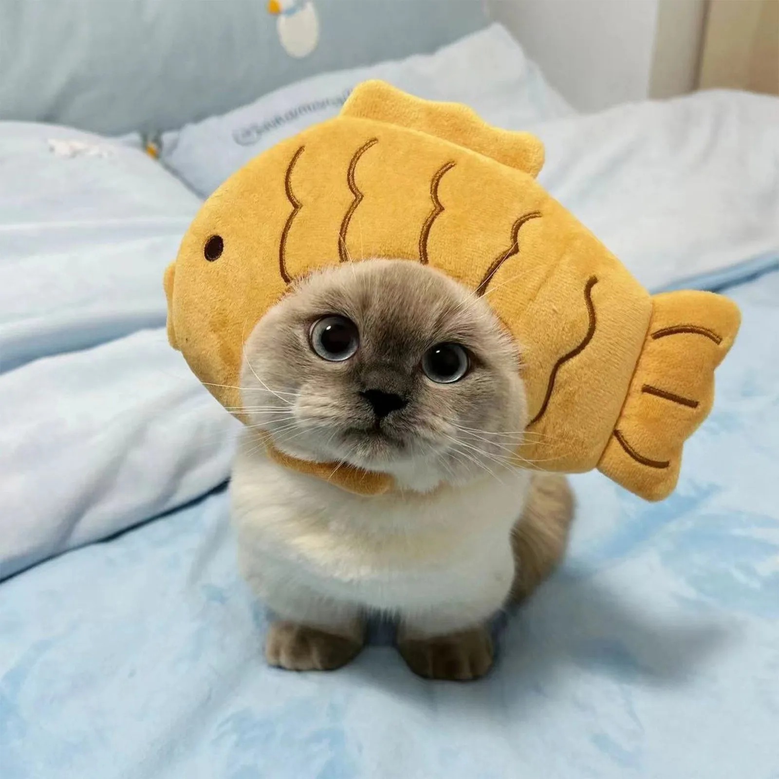 Chapeau de chat de dessin anim - Pet Supplies Fish avis et prix