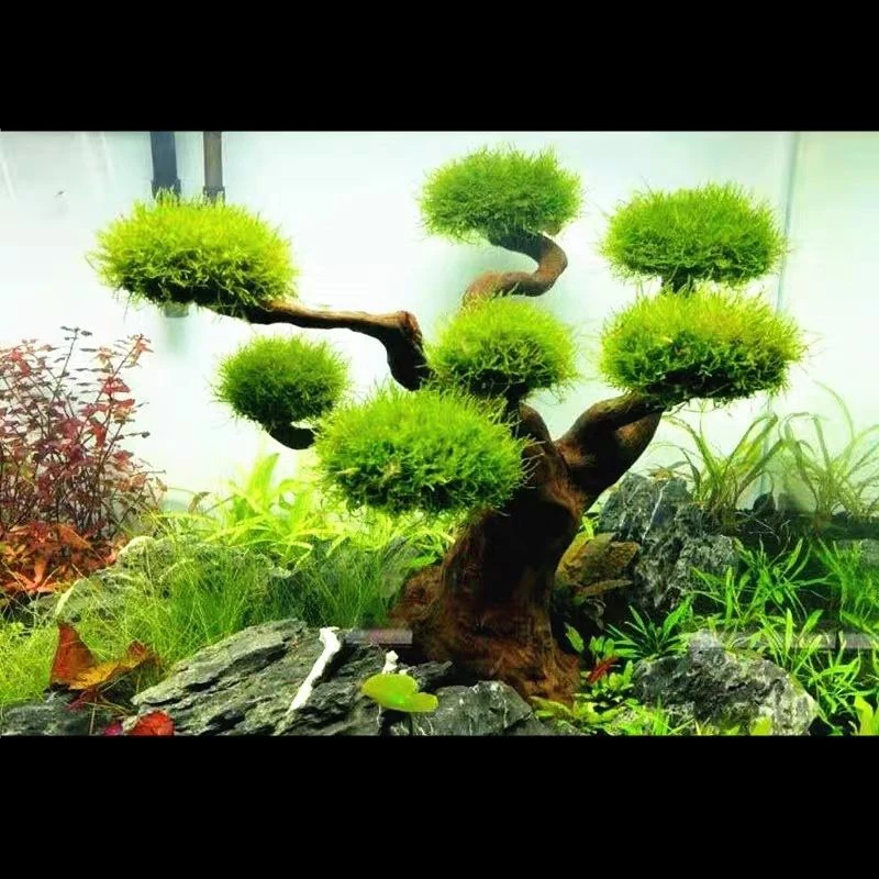Décoration en bois flotté pour - Pet Supplies Fish avis et prix
