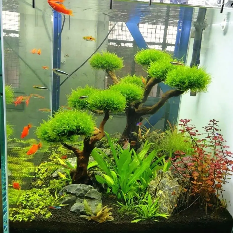 Décoration en bois flotté pour - Pet Supplies Fish avis et prix